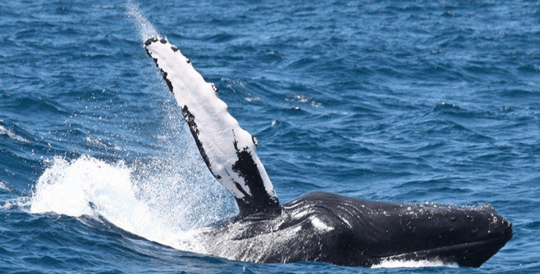Why Humpback Whales Breach: Samaná Whale Guide