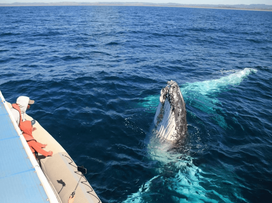 Solo Whale Watching in Samaná: A Traveler's Guide