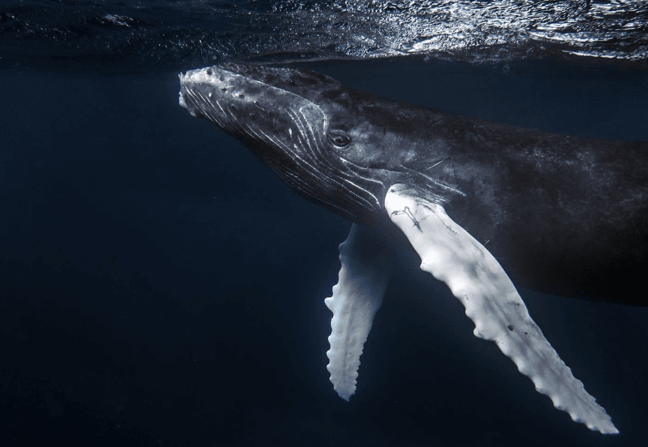 How Do Humpback Whales Sleep? A Samaná Whale Guide