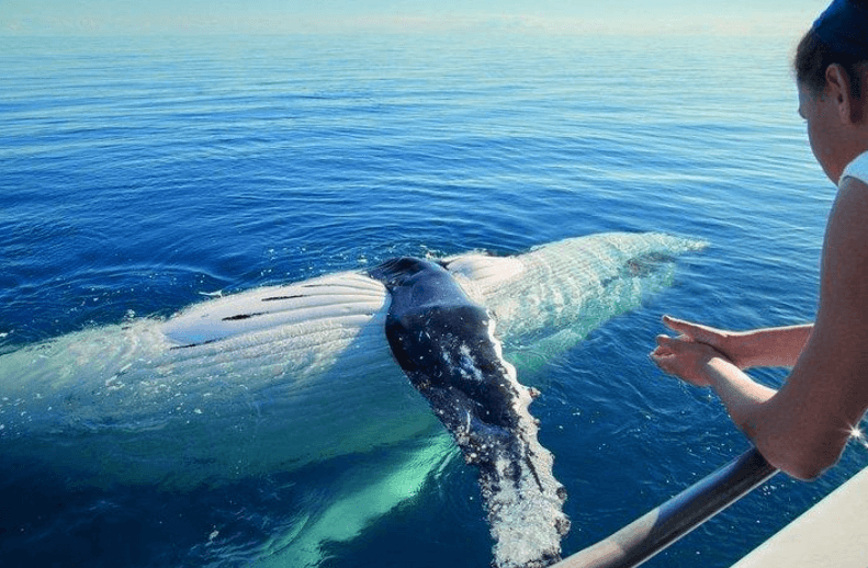 How to Identify Humpback Whales in Samaná Bay