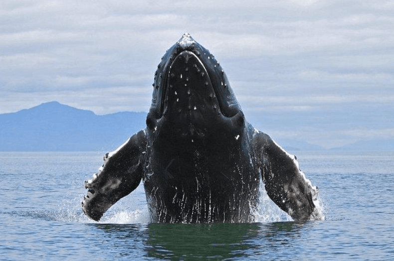 Why Do Humpback Whales Have Barnacles? 6 Facts