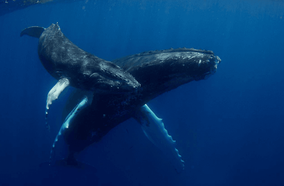 How Deep Can Humpback Whales Dive? Depth and Pressure Guide