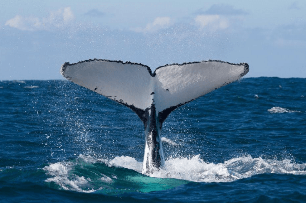 When Is Whale-Watching Season in Samaná? (2027)