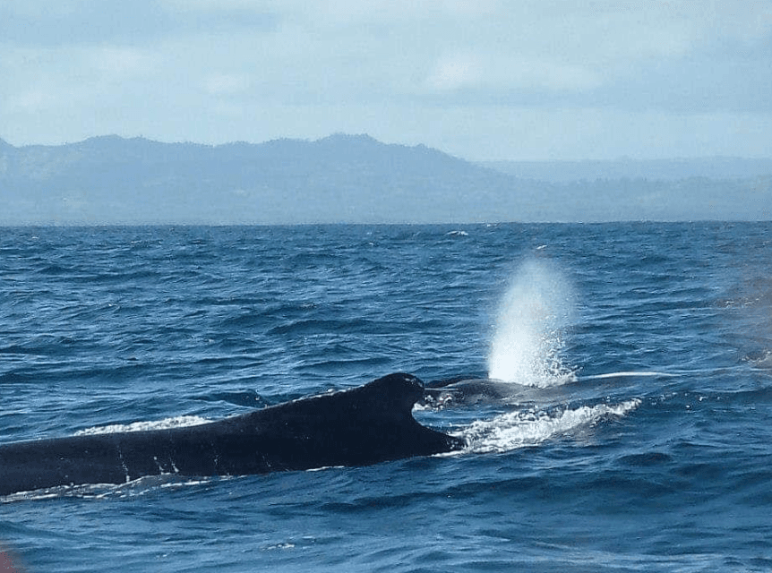 Humpback Whale Navigation: How They Find the Caribbean