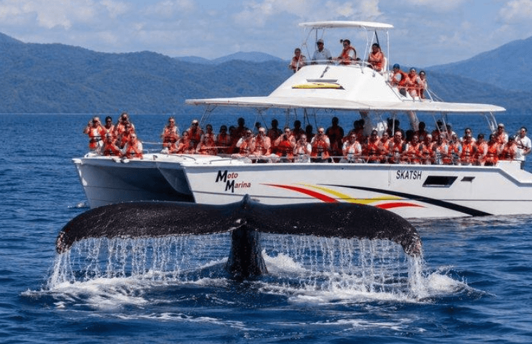 Samaná Whale Watching 2027: Season, Tours & Tips