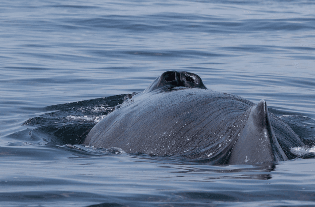 How Ocean Currents Influence Whale Movement in Samaná Bay