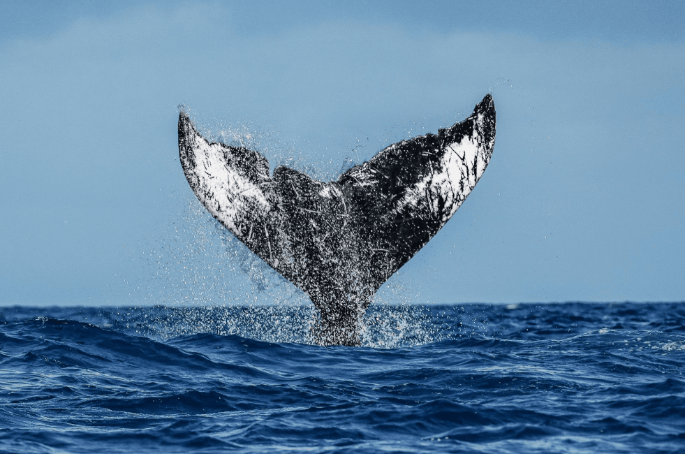 Samaná Whale-Watching Tour Delayed? What to Do