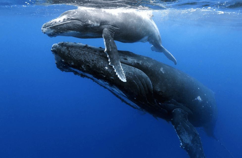 Humpback Whale Songs: How Whales Communicate