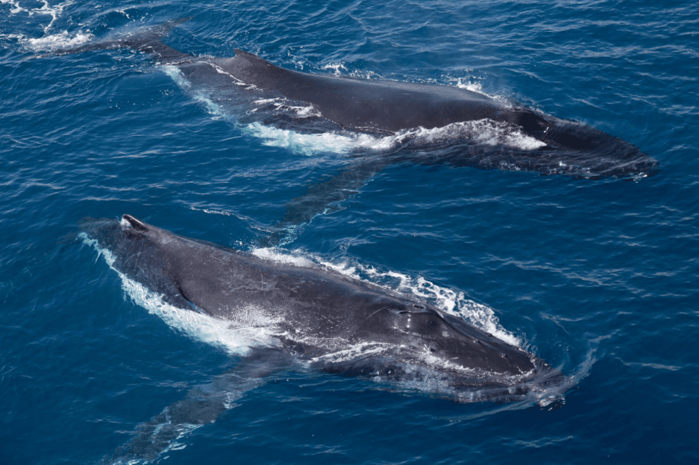 How Whale Photos Help Track Humpback Migration