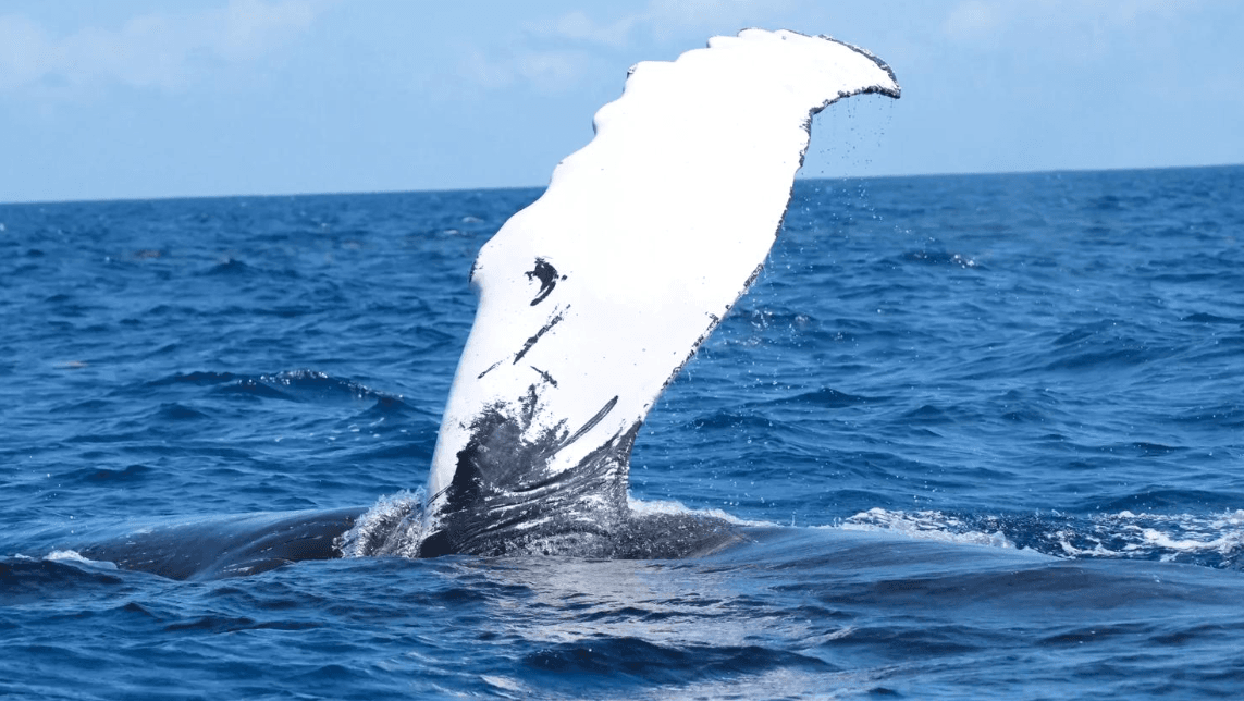 Whale Sighting or False Alarm? Samaná Bay Guide