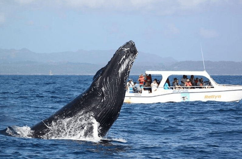 How Whale Watching Benefits Local Communities in Samaná