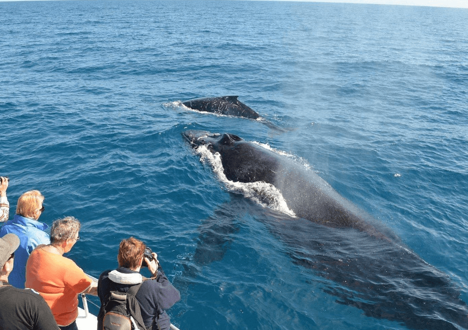 Climate Change and Humpback Whale Migration: What to Know
