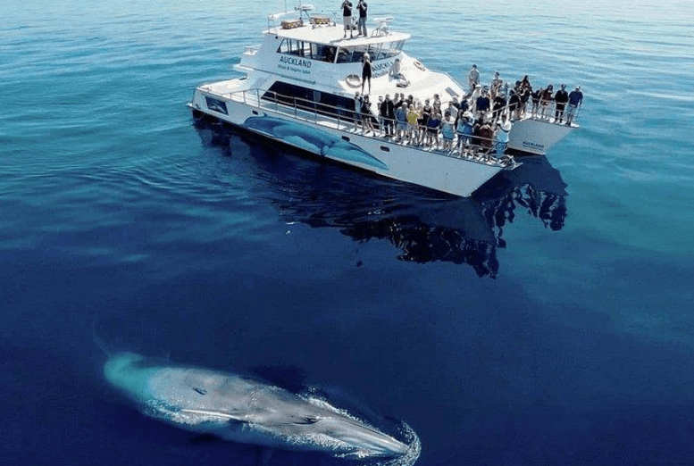 How Scientists Estimate Humpback Whale Lifespans