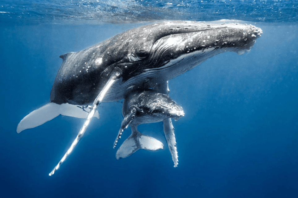 Where Are Humpback Whales Found in Samaná Bay at Different Times of Day?