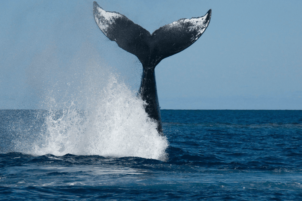 Why Do Humpback Whales Show Only Part of Their Back in Samaná Bay?