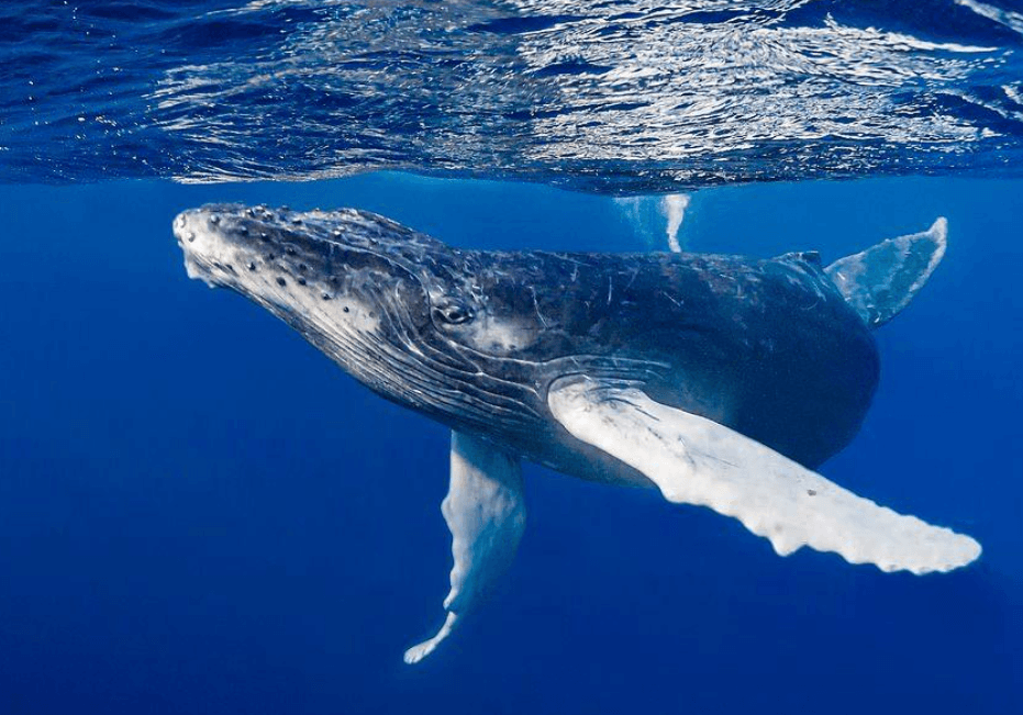 Ocean Temperature and Humpback Whales: What Changes?
