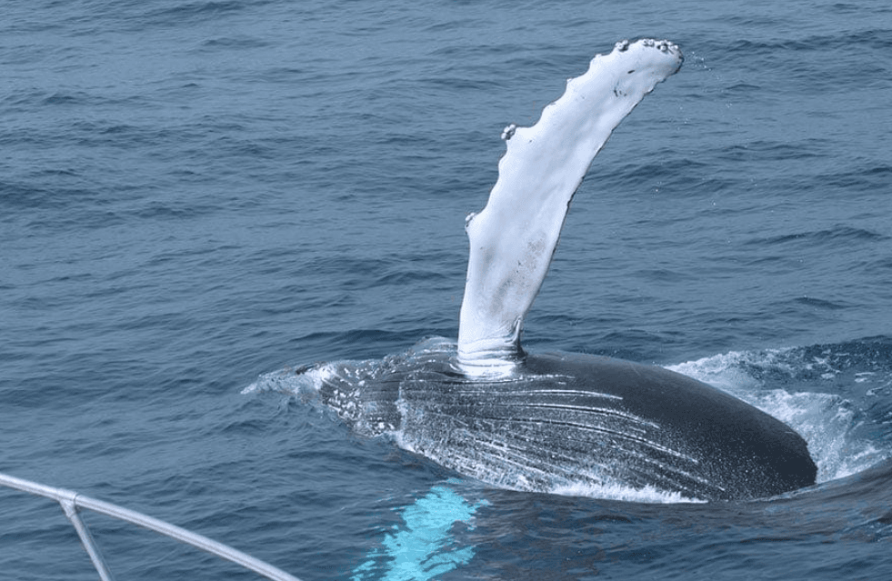 Humpback Whale Skin: How Whales Renew Their Skin
