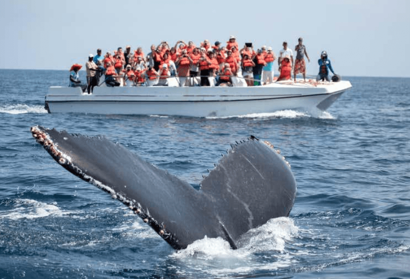 Why Do Humpback Whales Swim in Circles in Samaná?