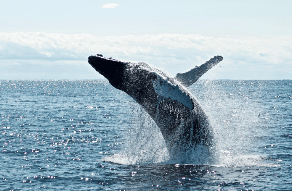 No Whales Spotted in Samaná? Tour Policies Explained