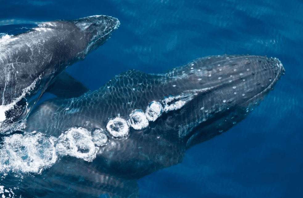 How Do Humpback Whales Breathe? Blowholes Explained