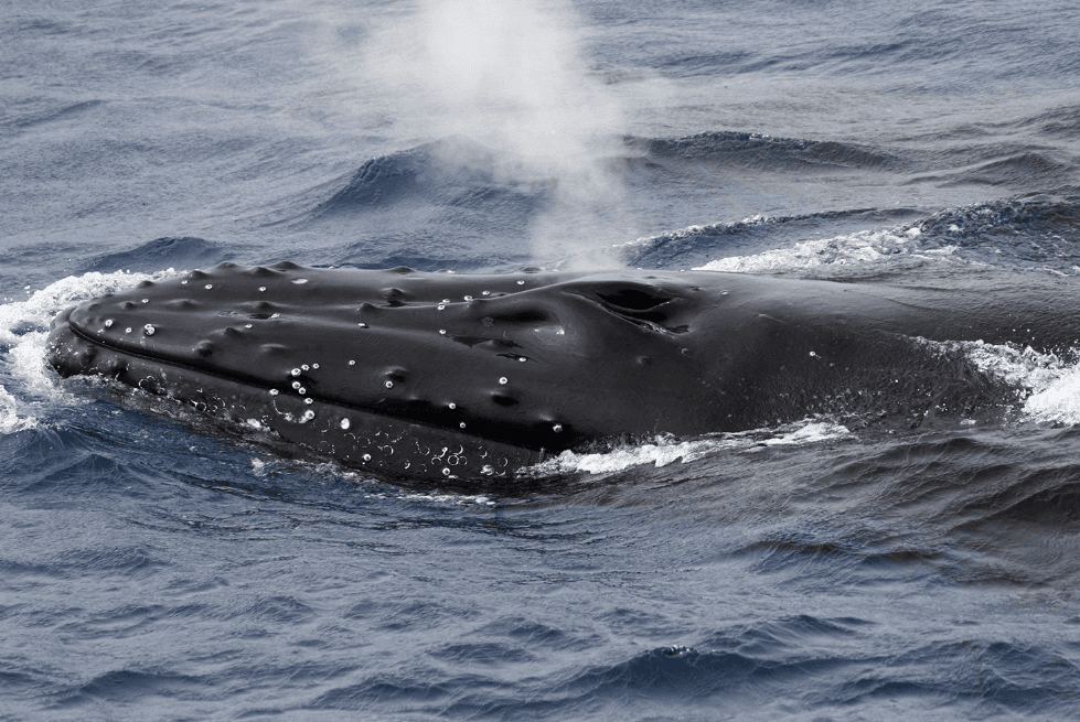How Do Humpback Whales Keep Warm in Cold Water?