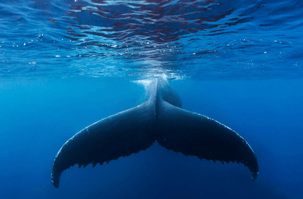 Where Do Samaná's Humpback Whales Travel From?