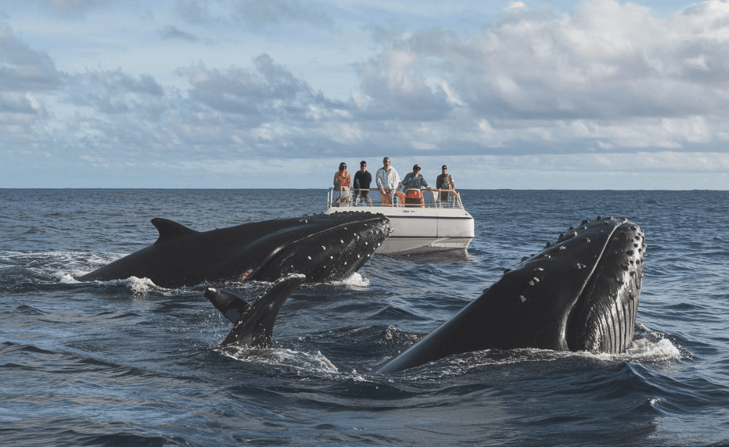 Where Do Humpback Whales Go After Samaná Whale Season?