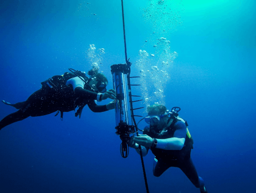 Where Do Samaná's Humpback Whales Travel From?
