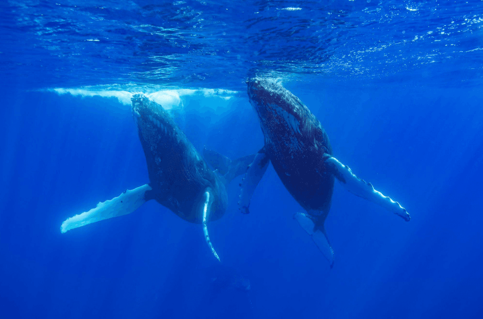 What Is Baleen? How Humpback Whales Filter Their Food