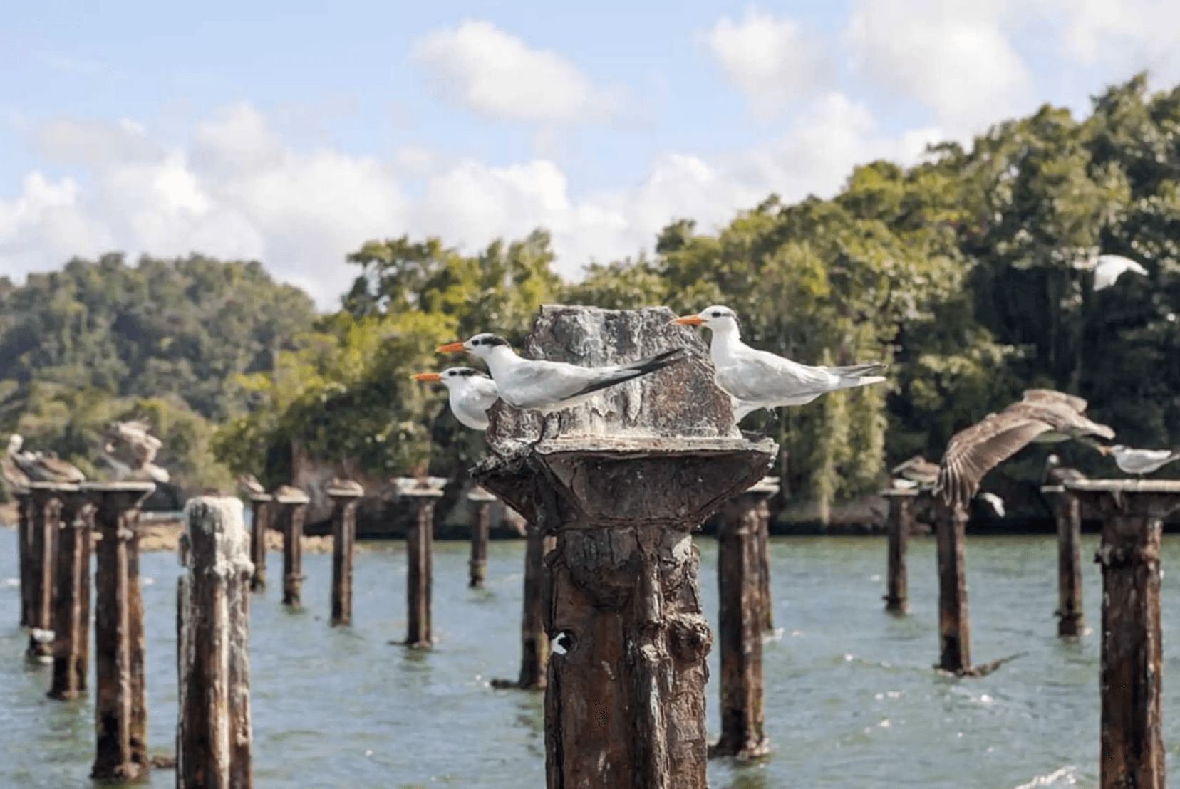 ? How to Plan a 2-Day Trip from Juan Dolio to Samaná & Los Haitises (Without Spending a Fortune) - Tours Miches Guide
