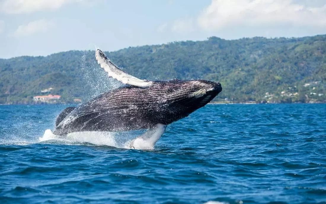Whale Watching in Samaná: Best Tours & Season Guide 2027 - Tours Miches Guide